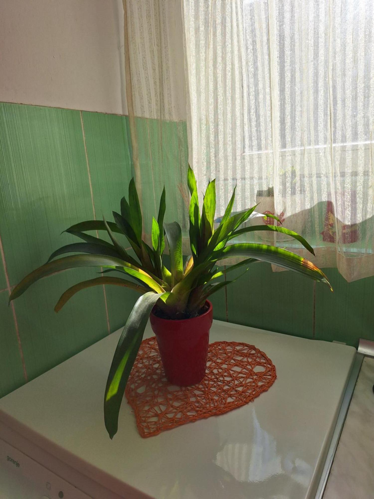 Apartman Maja Apartment Белград Екстериор снимка